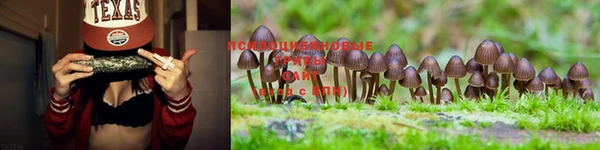 ГАЛЛЮЦИНОГЕННЫЕ ГРИБЫ Алзамай