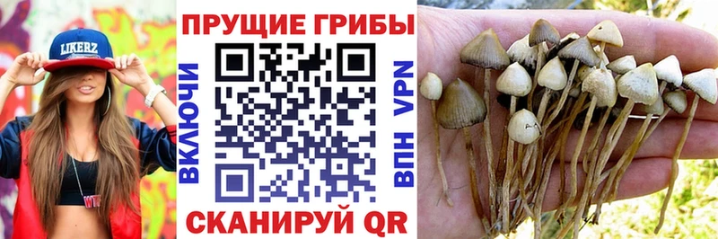 Галлюциногенные грибы MAGIC MUSHROOMS  дарнет шоп  Солигалич 